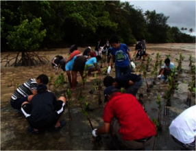Mangrove planting with the locals.