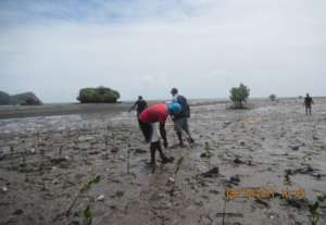 Locals involved in mangrove planting activity.