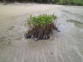 Black plastic bags we used to grow our saplings in
