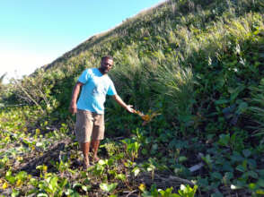 Mr.Tevita at our coastal forest planting site