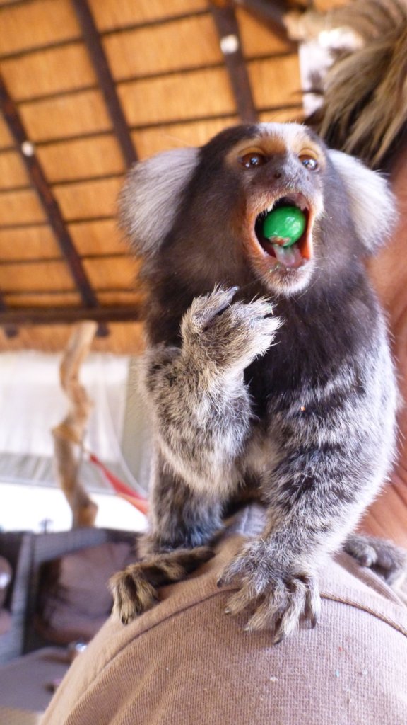 Thor the marmoset