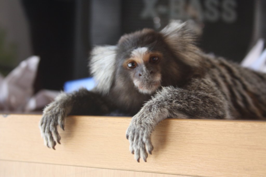 Thor the marmoset