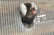Thor the marmoset