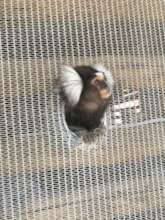 Thor the marmoset