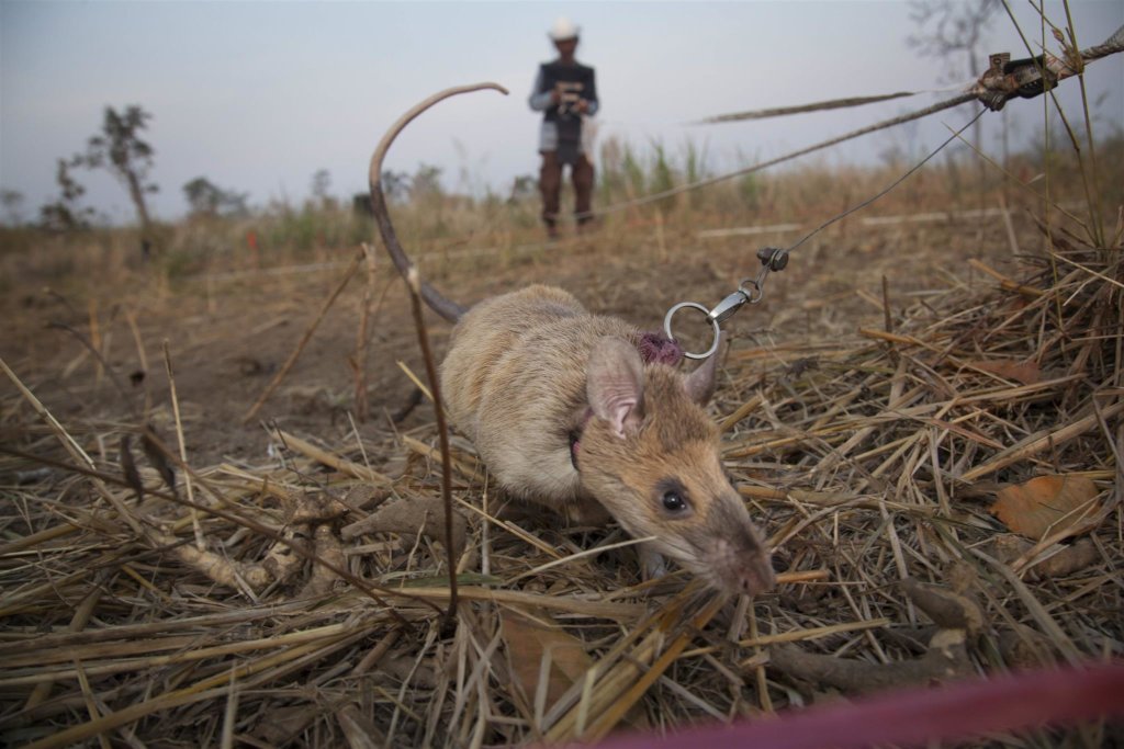 Goldman Sachs HeroRAT Adoption