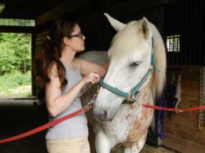 Minds Heal with Horses' Help!