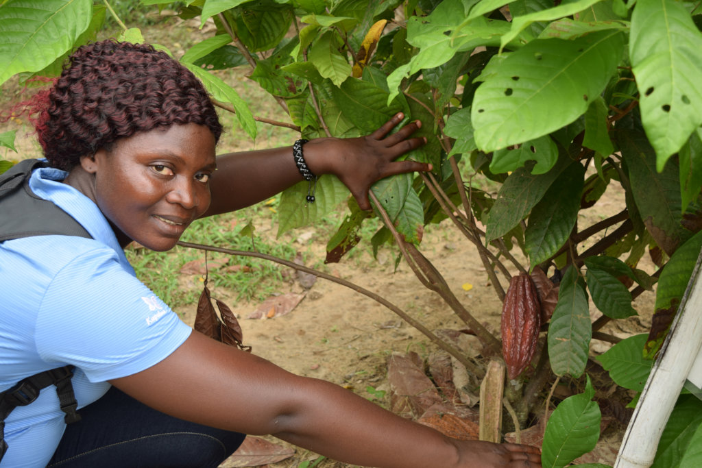 Help Liberian Farmers Save the Rainforest