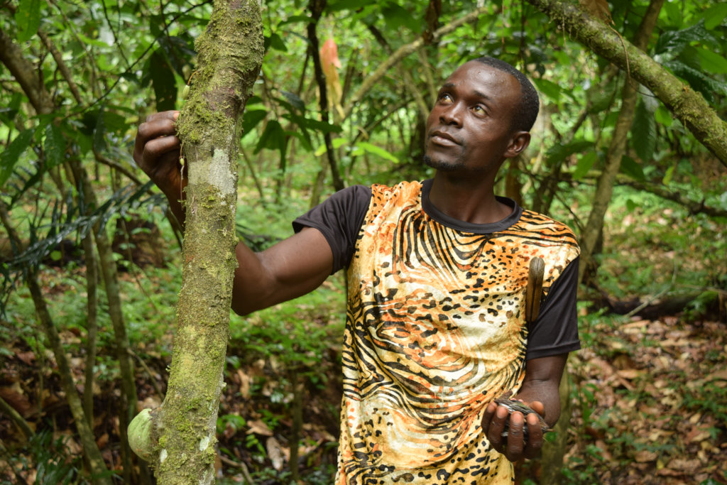 Help Liberian Farmers Save the Rainforest