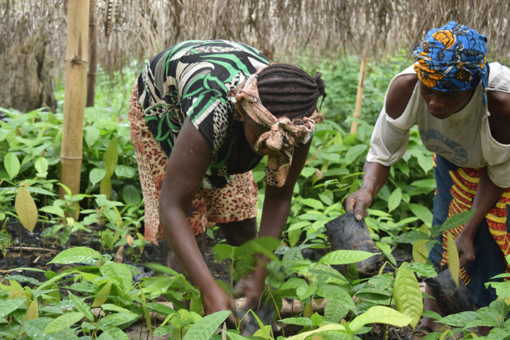 Help Liberian Farmers Save the Rainforest