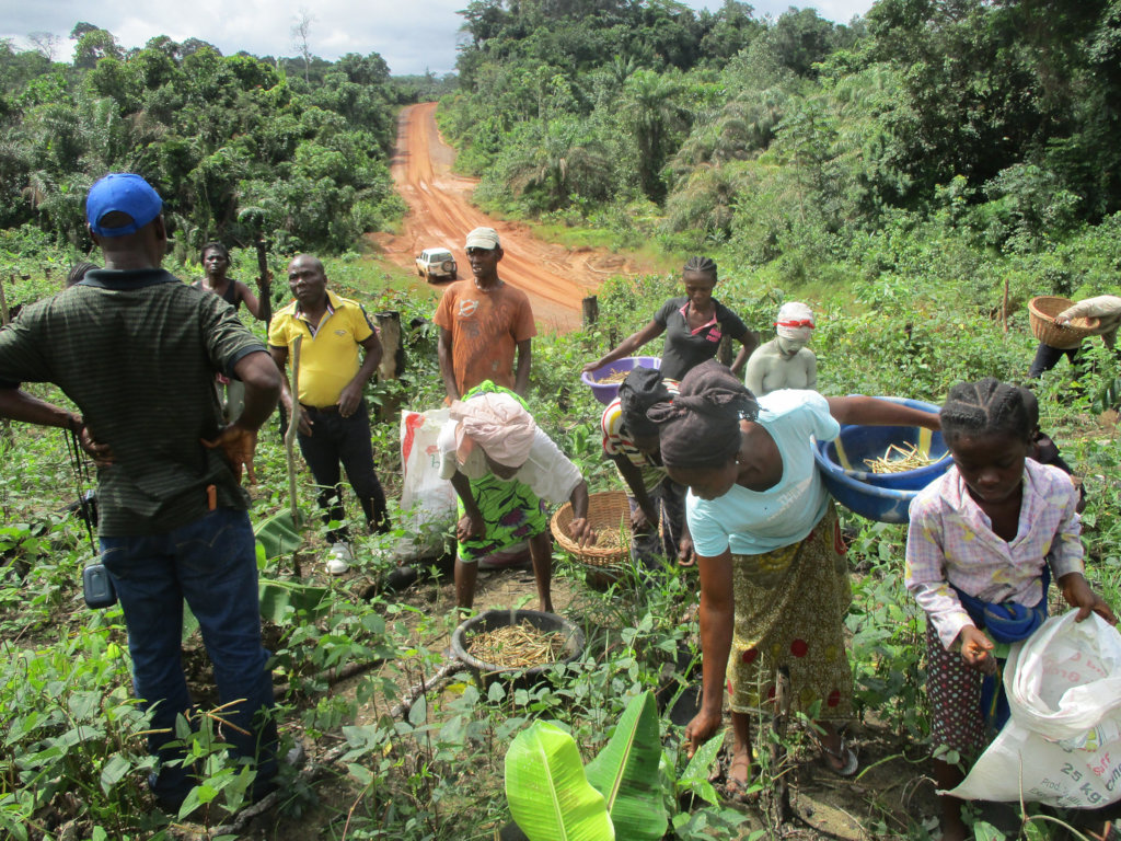 Help Liberian Farmers Save the Rainforest