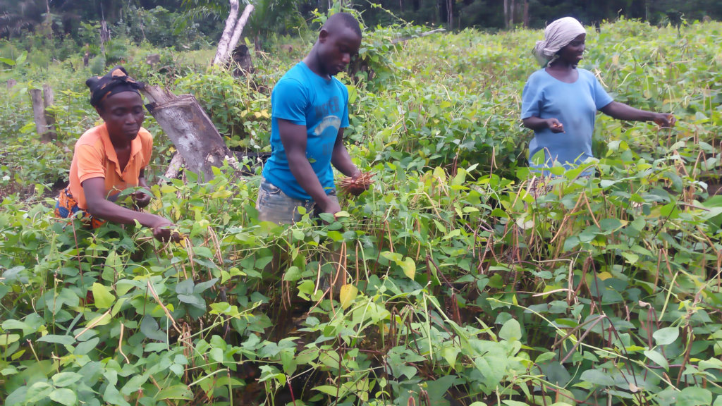 Help Liberian Farmers Save the Rainforest