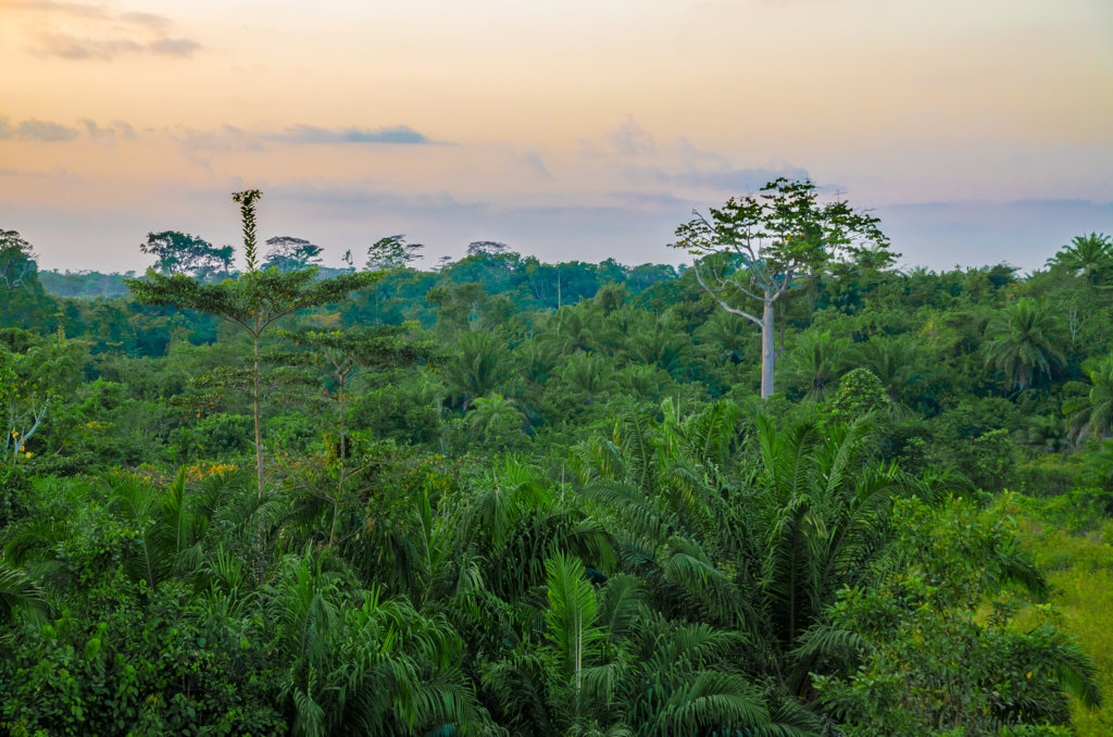 Help Liberian Farmers Save the Rainforest