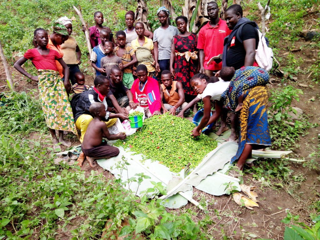 Help Liberian Farmers Save the Rainforest