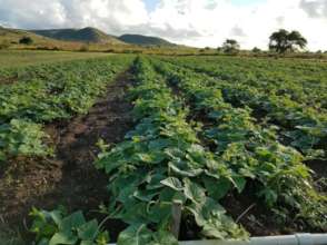 The Abundance of New Crops with Resilience Grants!