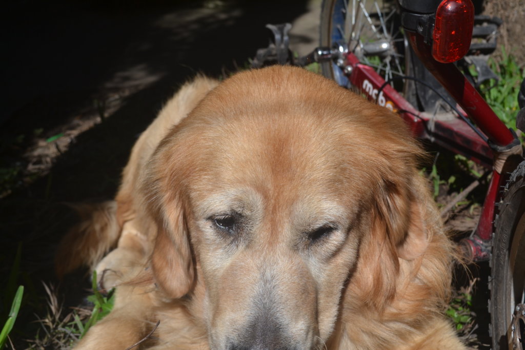 Animal Assisted Therapy for Children in Guatemala