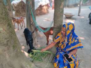 Home based Goat farming