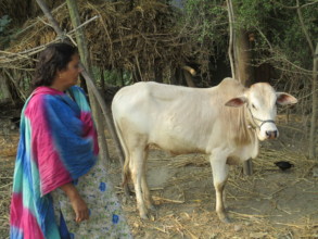 Rokeya Care her Cow