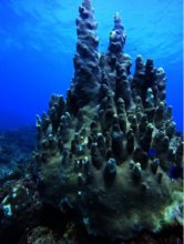 Pilar coral colony infected with SCTLD