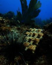 Outplanted coral net with one of our urchins.