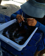 Looking for urchin recruits