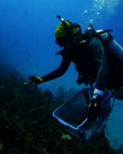 Taking the urchins back to the reef