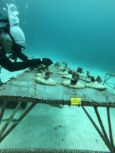 Coral Gardeners in action 2