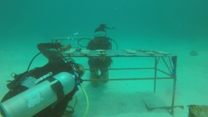 Coral Gardeners in action 3