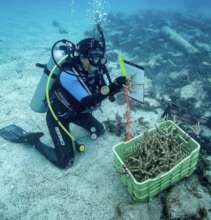 Coral Gardeners
