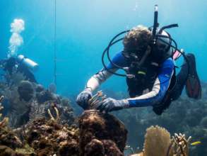 Coral Gardener Volunteer.