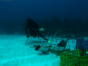 New Coral Nursery (2)