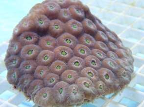 Coral colony - Montastrea Cavernosa in the new lab