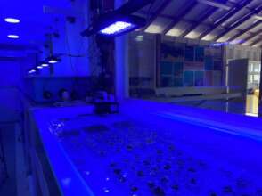Coral microfragments in the new lab