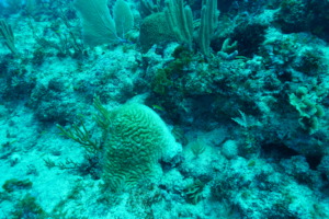 Meandrina meantrites with SCTLD in Punta Cana 2022