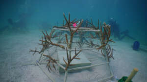 Finalized dome structure with Acropora cervicornis