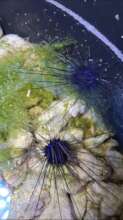 Diadema antillarum juveniles