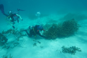 Scuba divers reattaching fragments at nursery