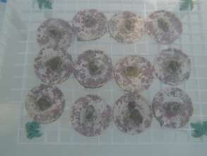 Figure 1. Pseudodiploria strigosa microfragments.