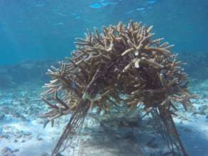 Figure 3 Structures for coral cover