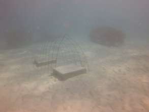 Figure 2. Structures for coral cover.