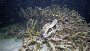 Caribbean king crab in the nursery