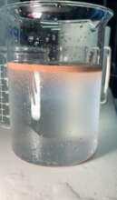 Assisted sexual reproduction of corals in the lab