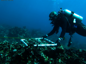 Monitoring coral recruits at the Coliseum