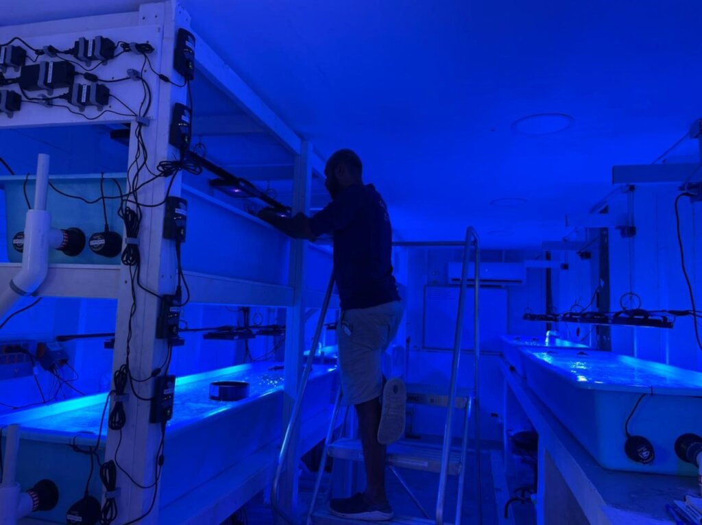 Staff monitoring corals in the new lab.