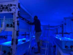 Staff monitoring corals in the new lab.