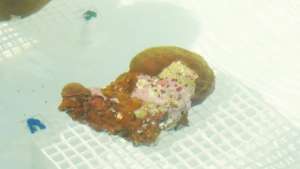 Recovered Coral Fragment