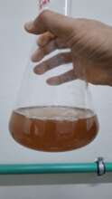 Rhodomonas cultures