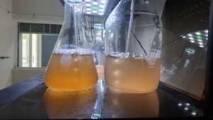 Rhodomonas cultures