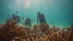 Coral gardener supervising volunteers