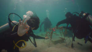 Attaching Acropora cervicornis to dome structure.