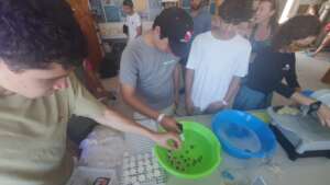 Participating in the microfragmentation of corals